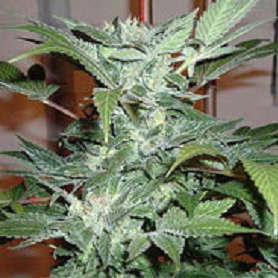 Mdanzig Seeds - Blue Streak #2 (auto/reg.) MDG001
