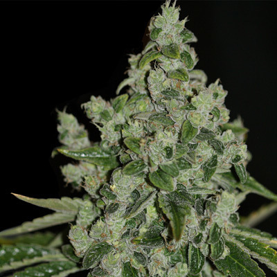 T.H. Seeds - UltraSour Kush (fem.) 03754