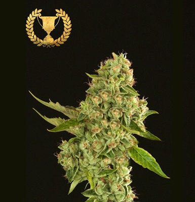 Devil's Harvest Seeds - Kuchi (fem.) 04352