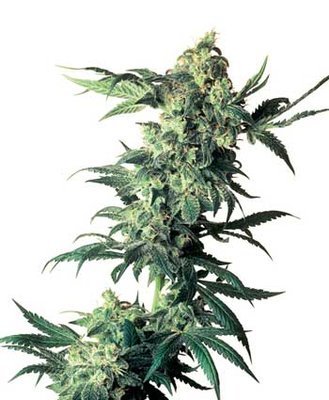 Sensi Seeds - Northern Lights ® (reg.) 03946