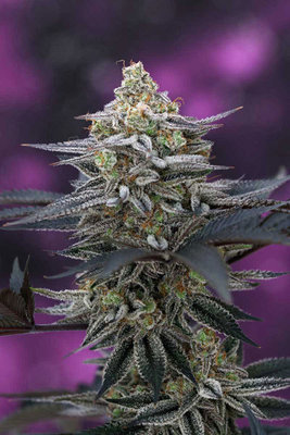 TGA Subcool Seeds - Cherrygasm (reg.) 04405