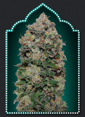 00 Seeds - Northern Lights (fem.) 02858