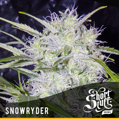 Short Stuff Seeds - Snowryder (auto/reg.) 04439