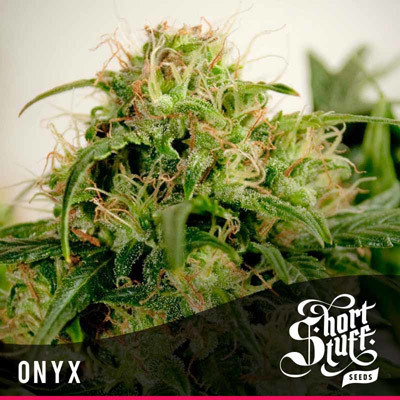 Short Stuff Seeds - Onyx (auto/reg.) 04438