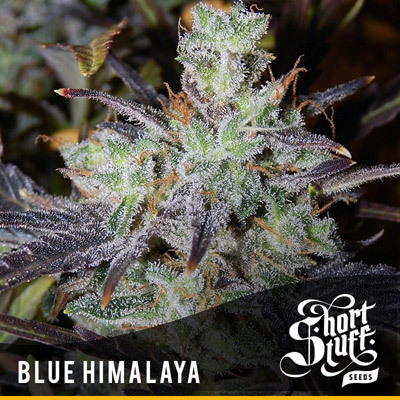 Short Stuff Seeds - Blue Himalaya (auto/reg.) 04435