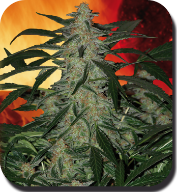 Buddha Seeds - Deimos (auto/reg.) 04341