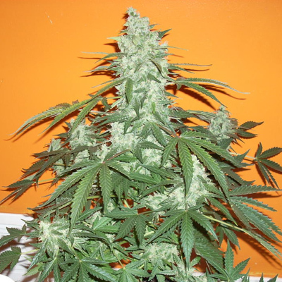 Mdanzig Seeds - Sour 60 (auto/reg.) MDG002