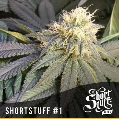 Short Stuff Seeds - ShortStuff #1 (auto/reg.) 02154