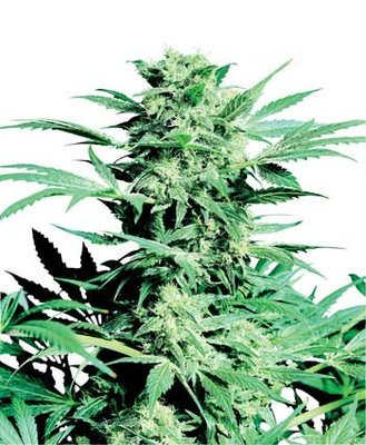 Sensi Seeds - Shiva Skunk ® (reg.) 03938