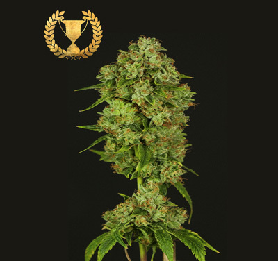 Devil's Harvest Seeds - Casey Jones (fem.) 04347