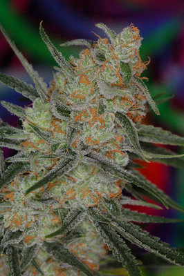 TGA Subcool Seeds - Space Bomb (reg.) 04429