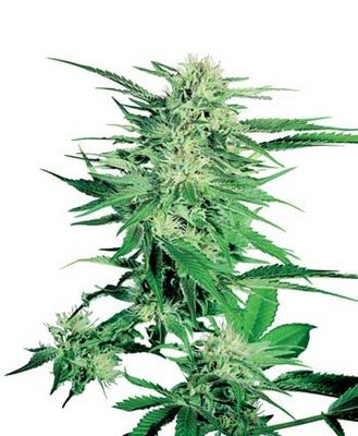 Sensi Seeds - Big Bud ® (reg.) 03943