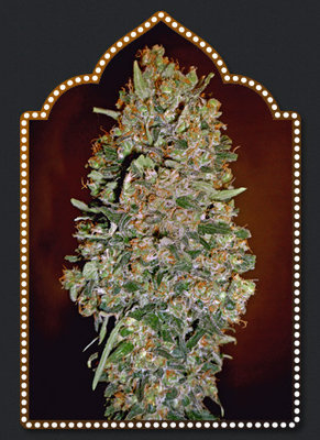 00 Seeds - Auto Chocolate Skunk (auto/fem.) 02862