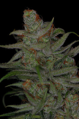 TGA Subcool Seeds - Jack Skellington (reg.) 04413