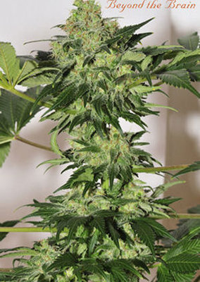 Mandala Seeds - Beyond The Brain (reg.) 07529