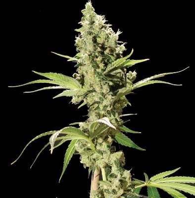The Bulldog Seeds - Sour Diesel (fem.) 03669
