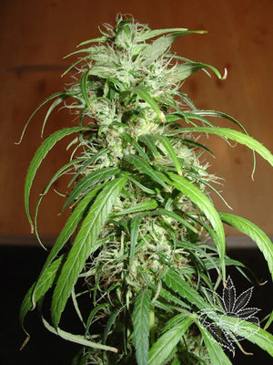 Homegrown Fantaseeds - Haze (fem.) 04462