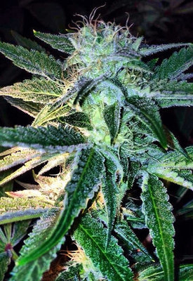 Rare Dankness - Ghost of LeeRoy (reg.) 04561