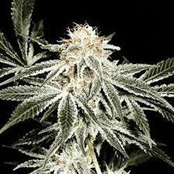 Sagarmatha Seeds - Solo Ryder (auto/fem.) 03965