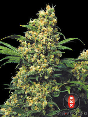 Serious Seeds - Warlock (reg.) 05098