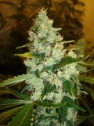 HortiLab - Super Sour Skunk (reg.) 00045
