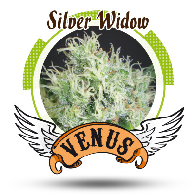 Venus Genetics Seeds - Silver Widow (fem.) VG11
