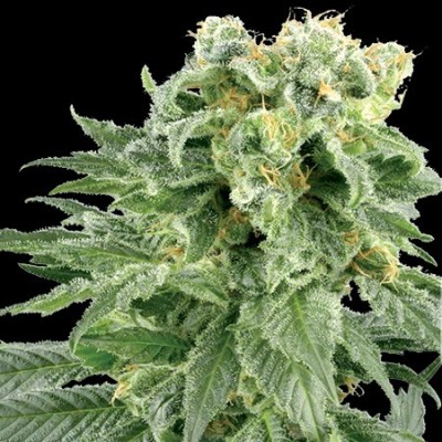 Vision Seeds - Bubble Yum (fem.) 01183