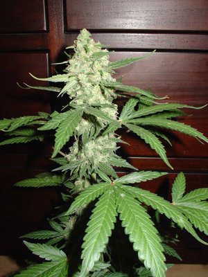 Homegrown Fantaseeds - Auto HG Cheese (auto/fem.) 04470