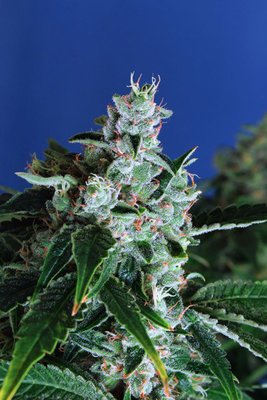 Exotic Seed - Sir Jack Auto (auto/fem.) 03648