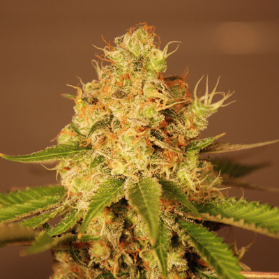 G13 Labs Seeds - Diesel Auto (auto/fem.) 03449