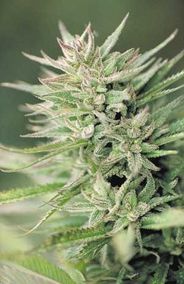 The Flying Dutchmen - Early Durban (reg.) 01834