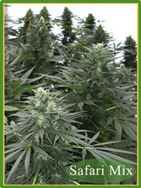 Mandala Seeds - Safari Mix (reg.) 05011