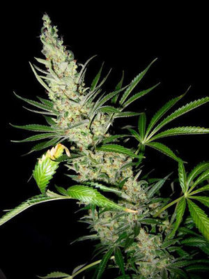 Mr. Nice Seeds - Master Kush x Skunk (reg.) 04586