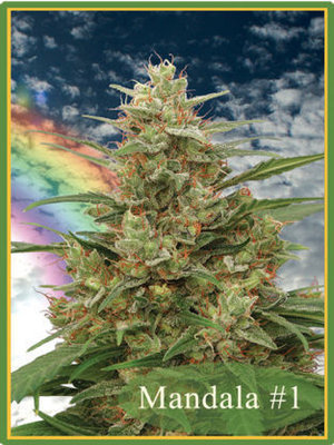 Mandala Seeds - Mandala #1 (reg.) 05008