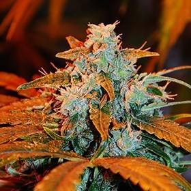 G13 Labs Seeds - Auto Berry (auto/fem.) 03447