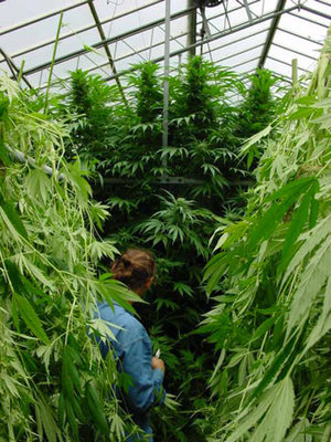 Mr. Nice Seeds - Walkabout (reg.) SMNN0008