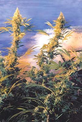 The Flying Dutchmen - Haze Mist (reg.) 01837