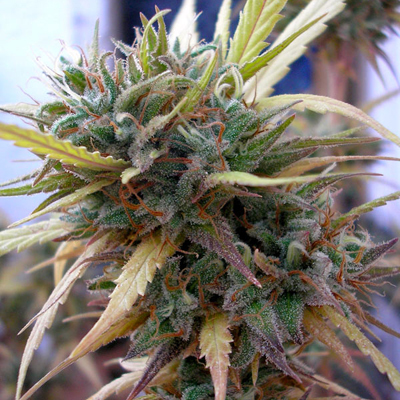 DNA Genetics - Hashplant Haze (reg.) 09747