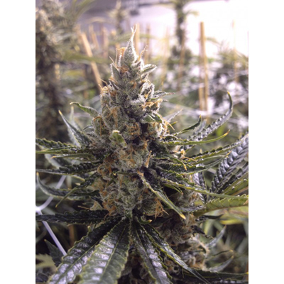 DNA Genetics - Kosher Tangie (fem.) 00140