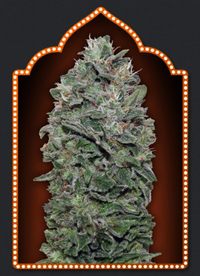 00 Seeds - Sweet Soma (fem.) 02860