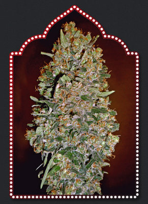 00 Seeds - Коллекция автоцветущих феминизированных семян конопли #1 (auto/fem.) 01348