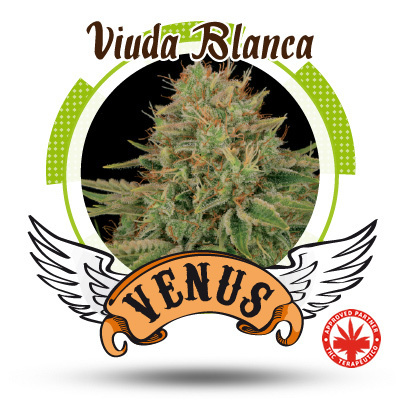 Venus Genetics Seeds - Viuda Blanca (fem.) VG14
