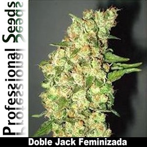 Professional Seeds - Doble Jack (fem.) 03425
