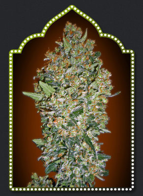00 Seeds - Коллекция феминизированных семян конопли #1 (fem.) 01349