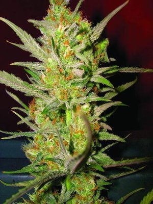 DNA Genetics - Sweet Haze (reg.) 09749