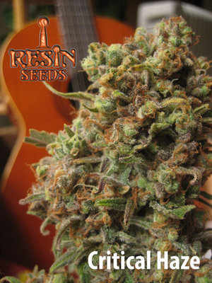 Resin Seeds - Critical Haze (reg.) 04021