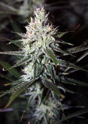 Rare Dankness - Moonshine Haze (reg.) 04819