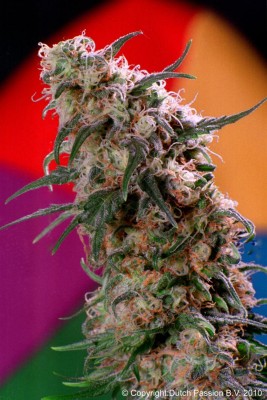 Dutch Passion - Super Haze ® 03595