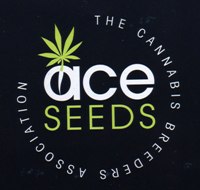 Ace Seeds - Nepal Haze (reg.) SACR100006