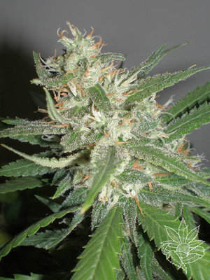 Homegrown Fantaseeds - Amazing Haze (fem.) 02668